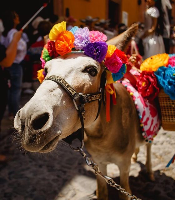 Penzi San Miguel de Allende